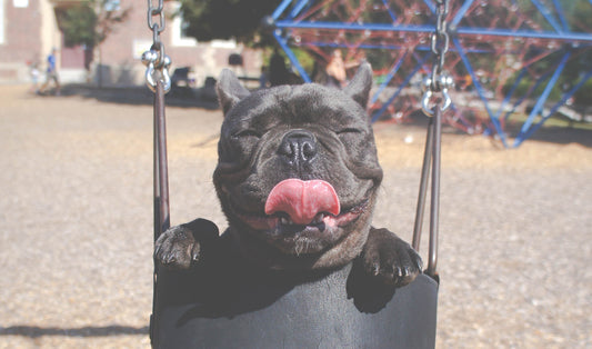 different dog personalities