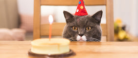 birthday cat gifts