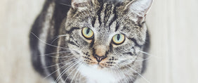 cat gift boxes