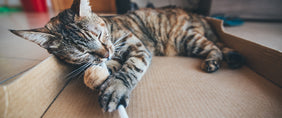 cat toys