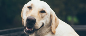 dog gift baskets