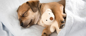 national dog week gifts
