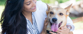 get well dog gifts