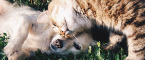 gift cards dog and cat gifts