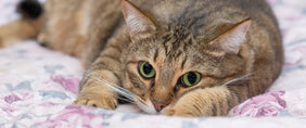 hug your cat day gifts