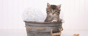 international cat day gifts