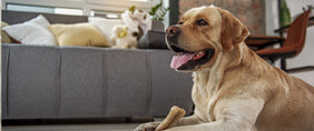 dog gift baskets