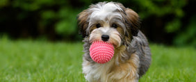 mayday for mutts day gifts