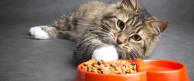 national cat day gifts