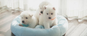 national dog day gifts