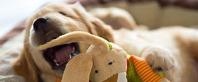 national puppy day gifts