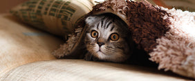 respect your cat day gifts