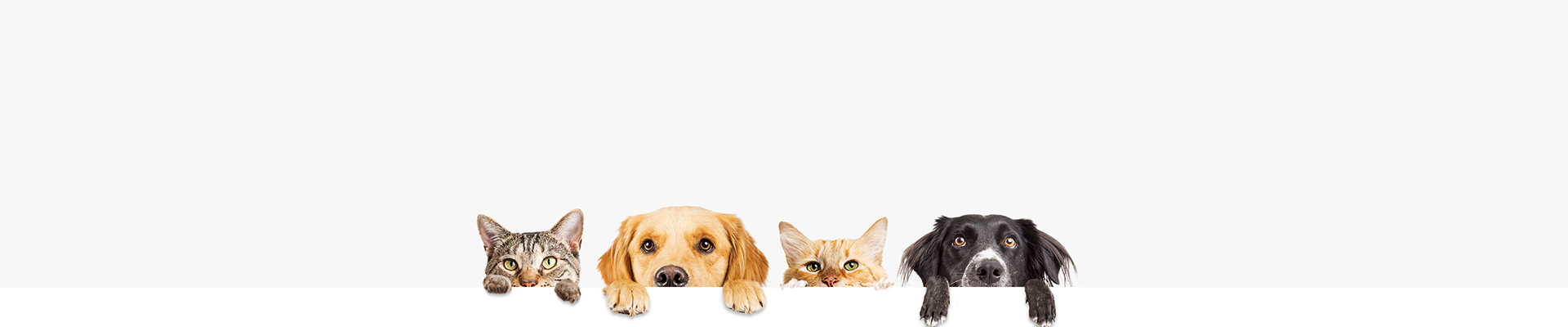 dog and cat gift baskets