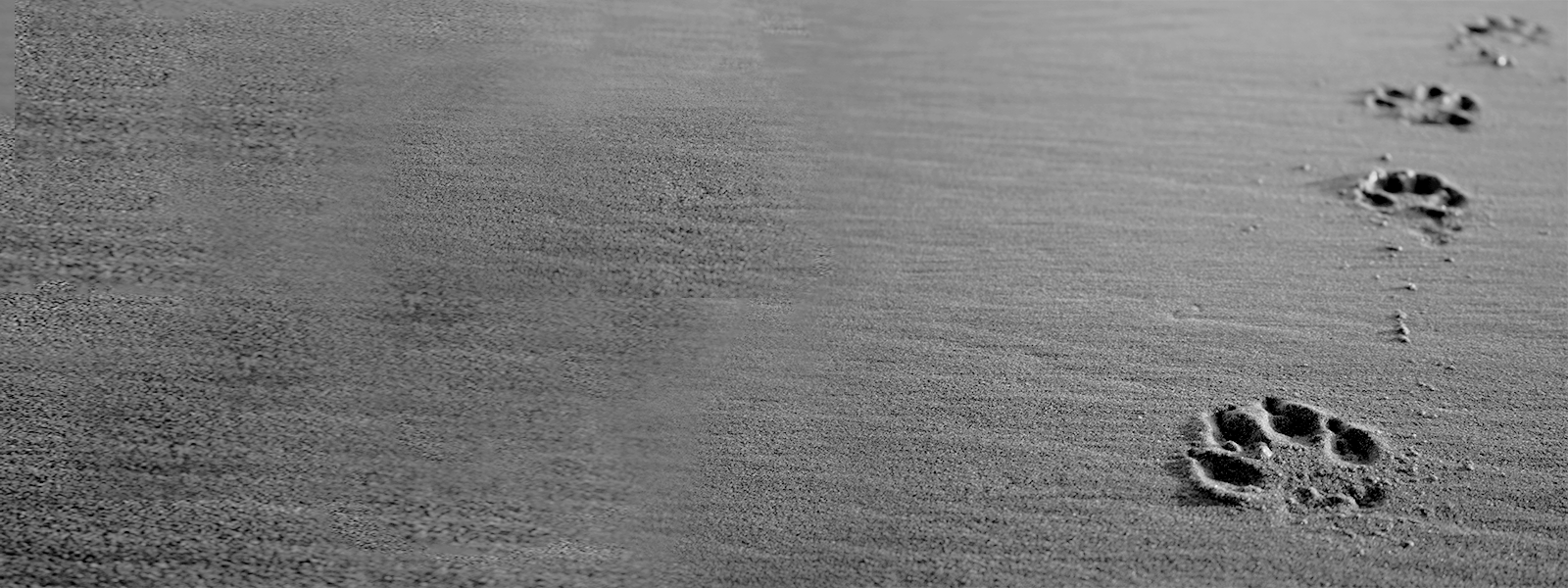 gifts for dogs and cats