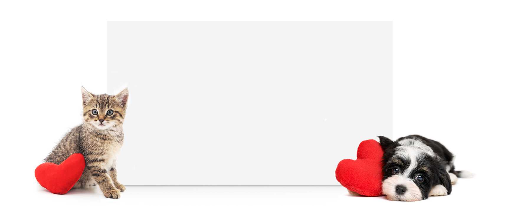 Gifts Baskets For Dogs - Gift Baskets For Cats United States