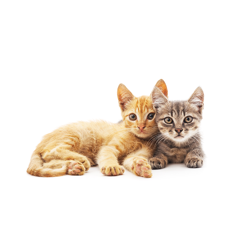 respect your cat day gifts