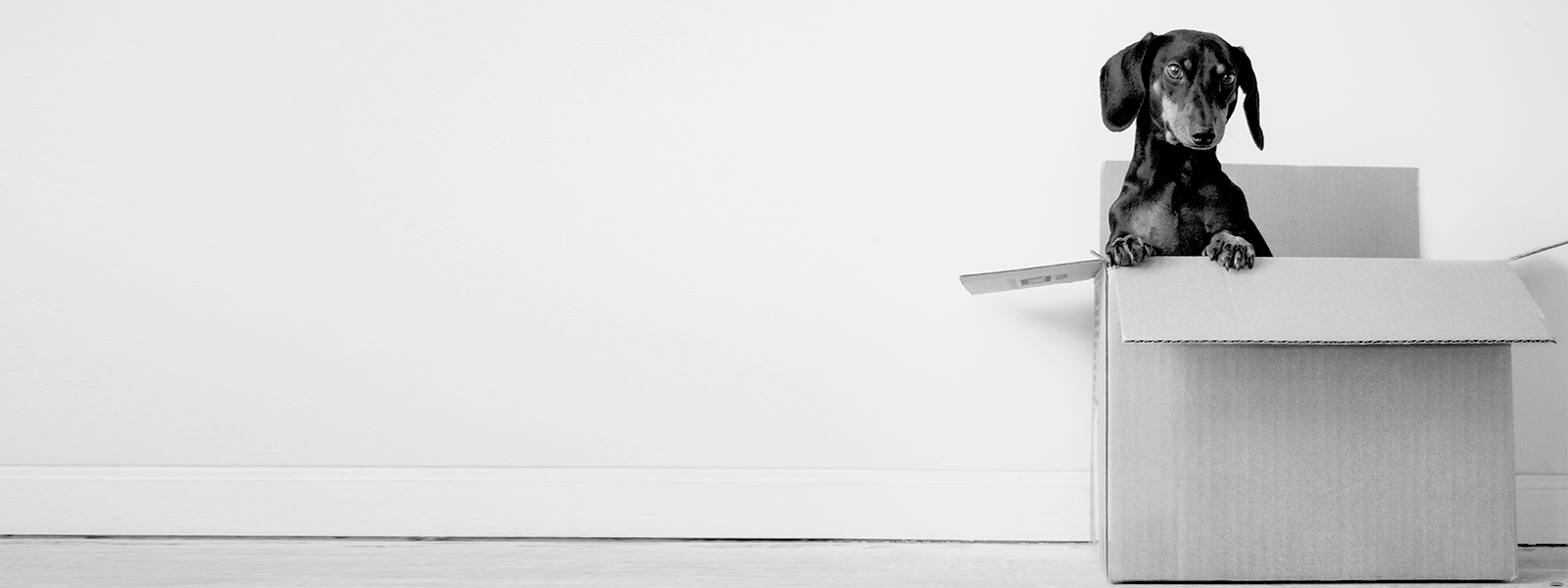 gifts for dogs and cats