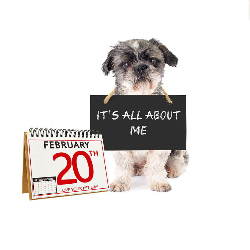 love your pet day gifts