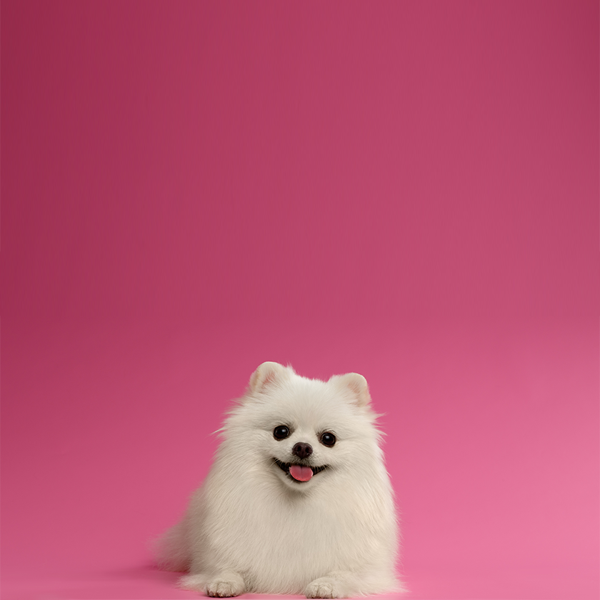 gifts for new puppies