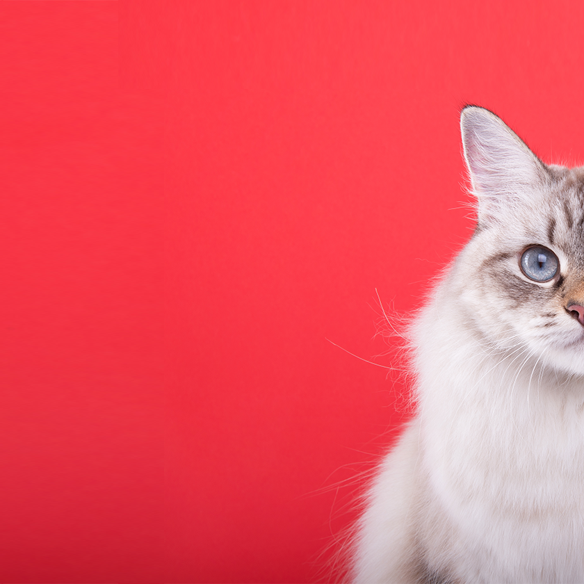 gifts for new kittens