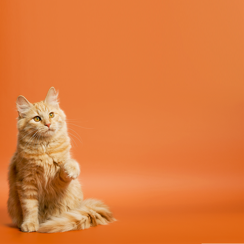 Gift Baskets for Cats