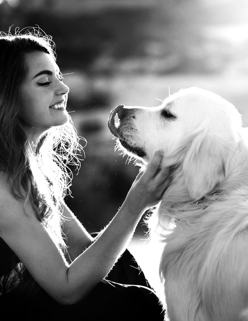 dog and cat gift baskets
