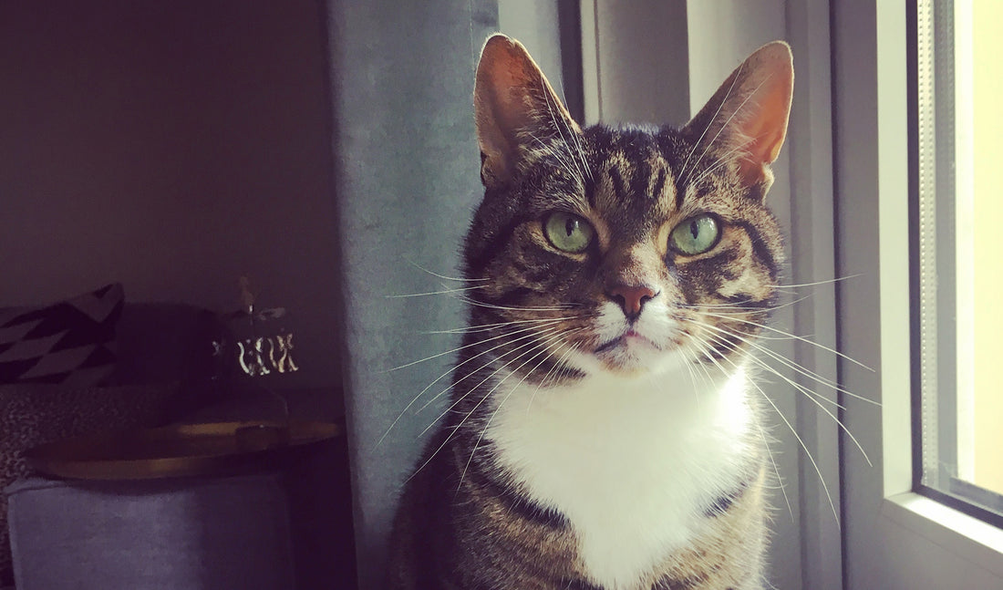 different cat personalities 
