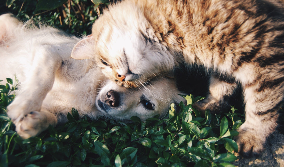 gifts for dogs gifts for cats