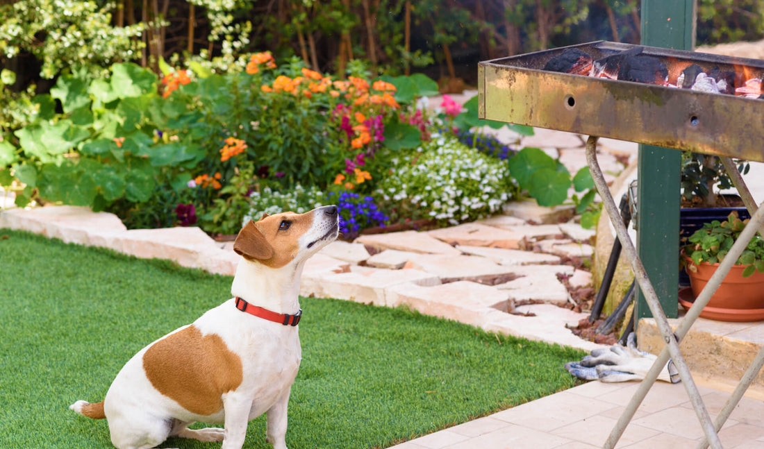 BBQ Food & Pet Safety Tips