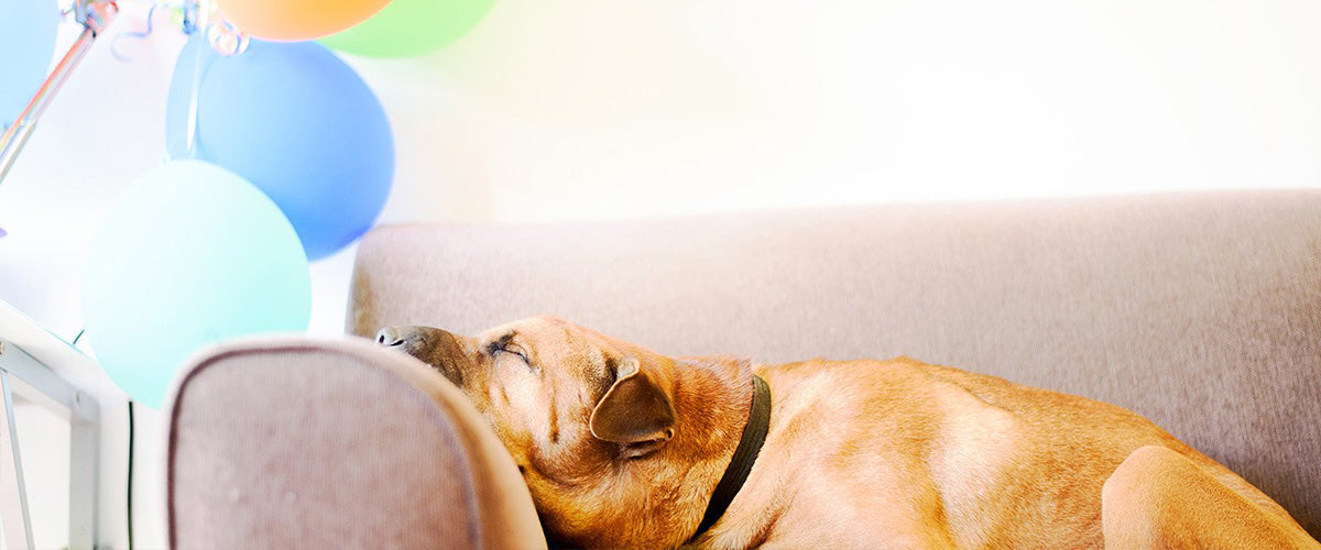 pet owner birthday gifts