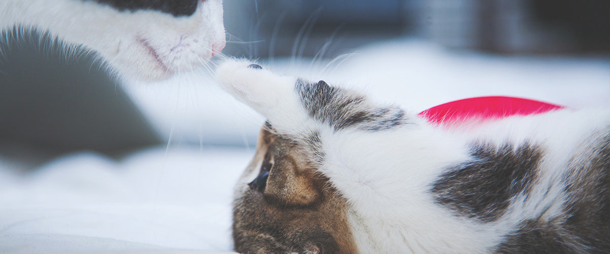 Gift Baskets for Cats
