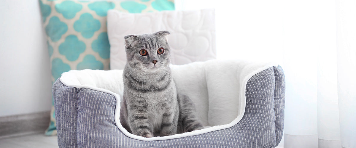 gift baskets for cat owners