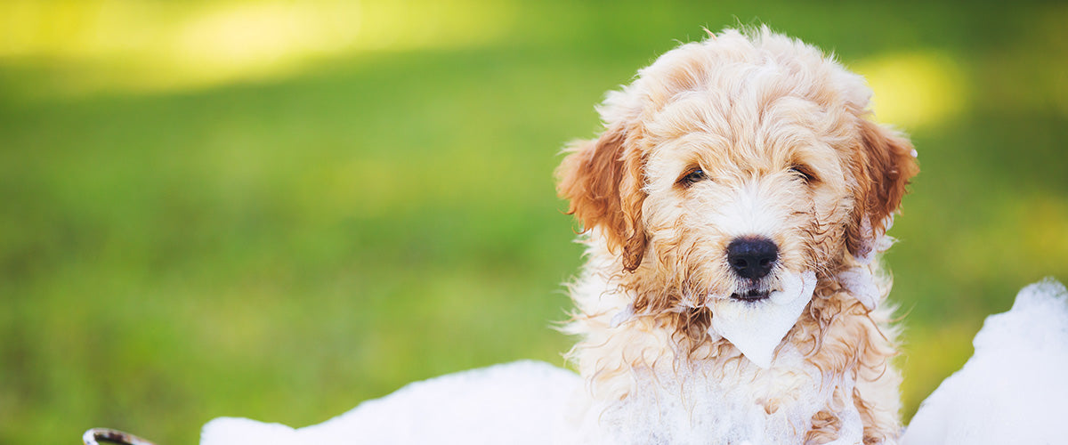 gift baskets for dog owners