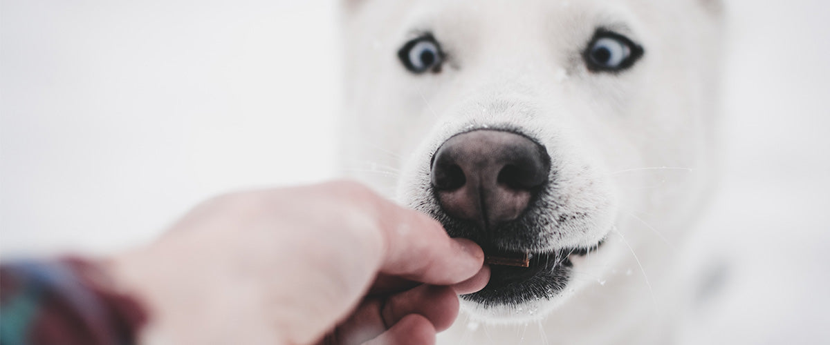 dog treats dog gifts