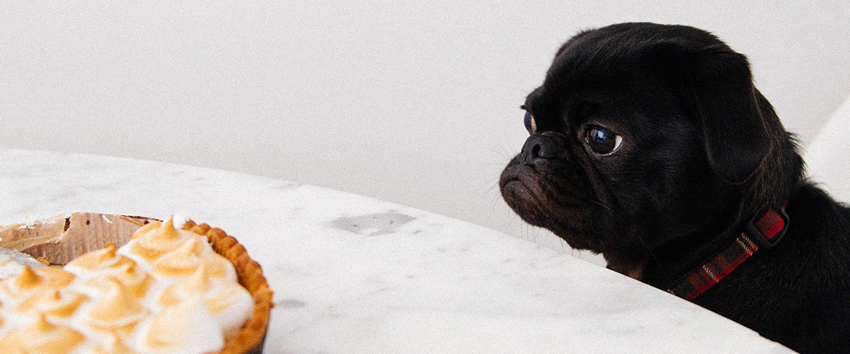 fresh baked treats for dogs