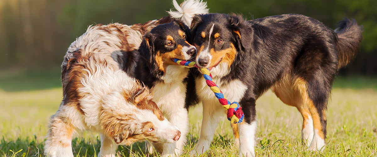 National Mutt Day (July 31st) Dog Gifts Mutts & Mousers USA