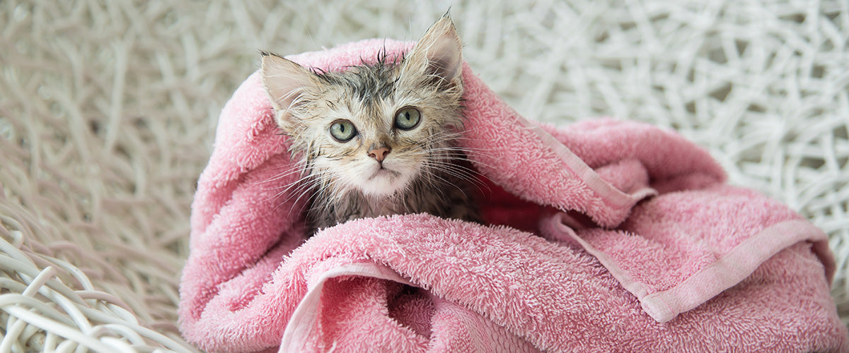 gifts for new kittens