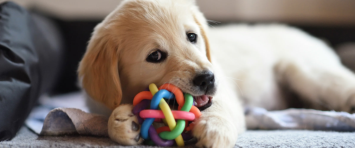 gifts for new puppies