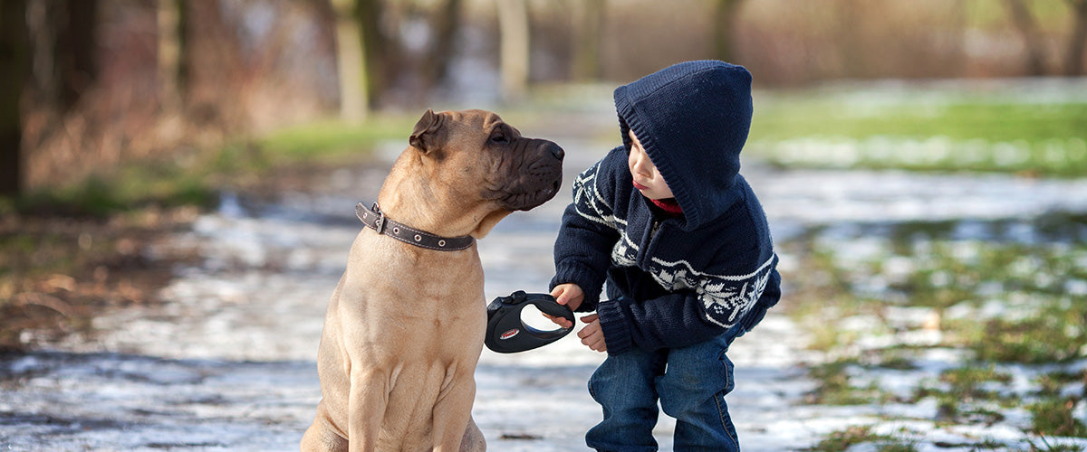 Christmas gifts for pets