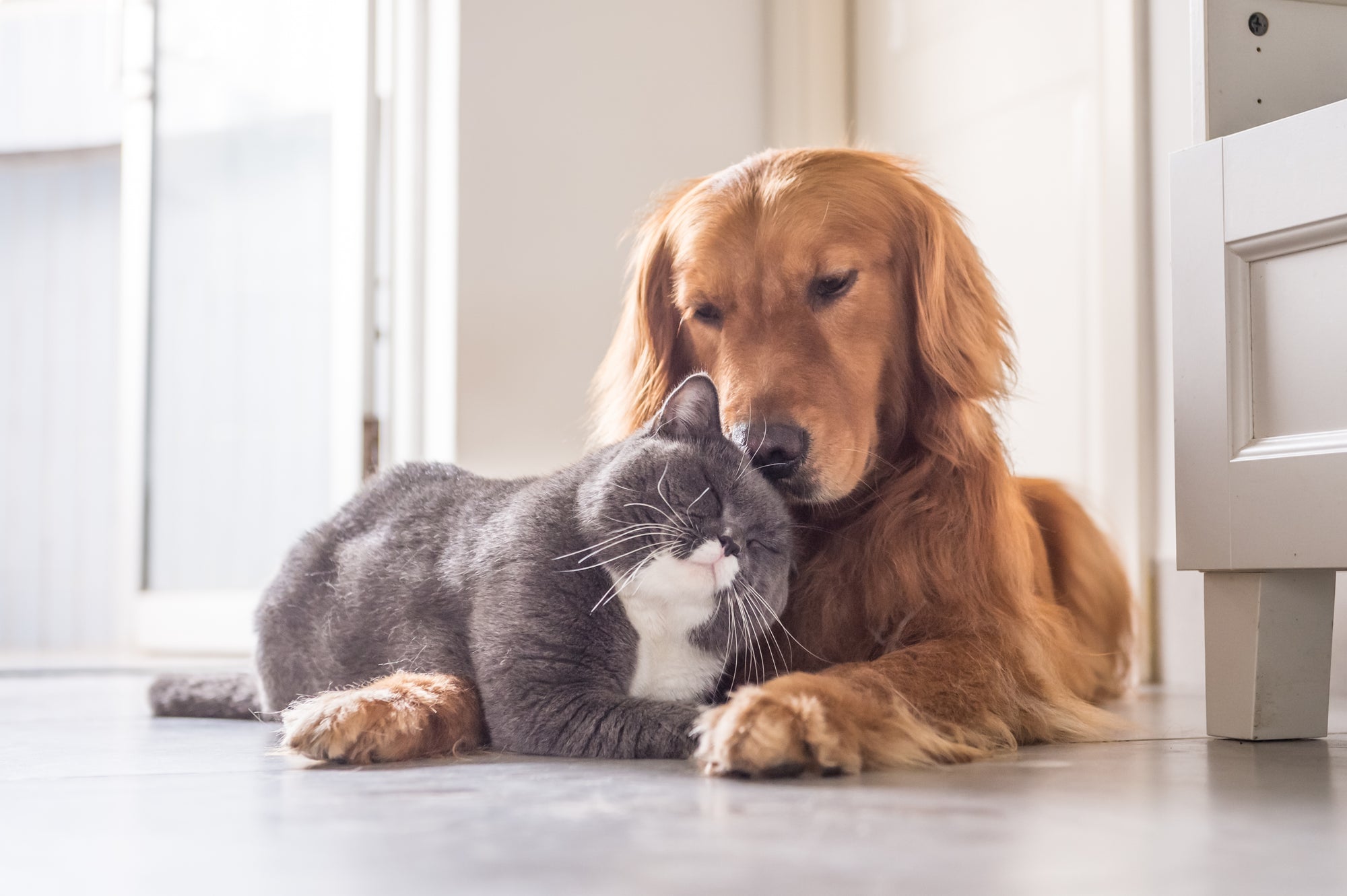 Premium dog or cat gift basket with bakery-style treats and thoughtful gifts for pets and owners